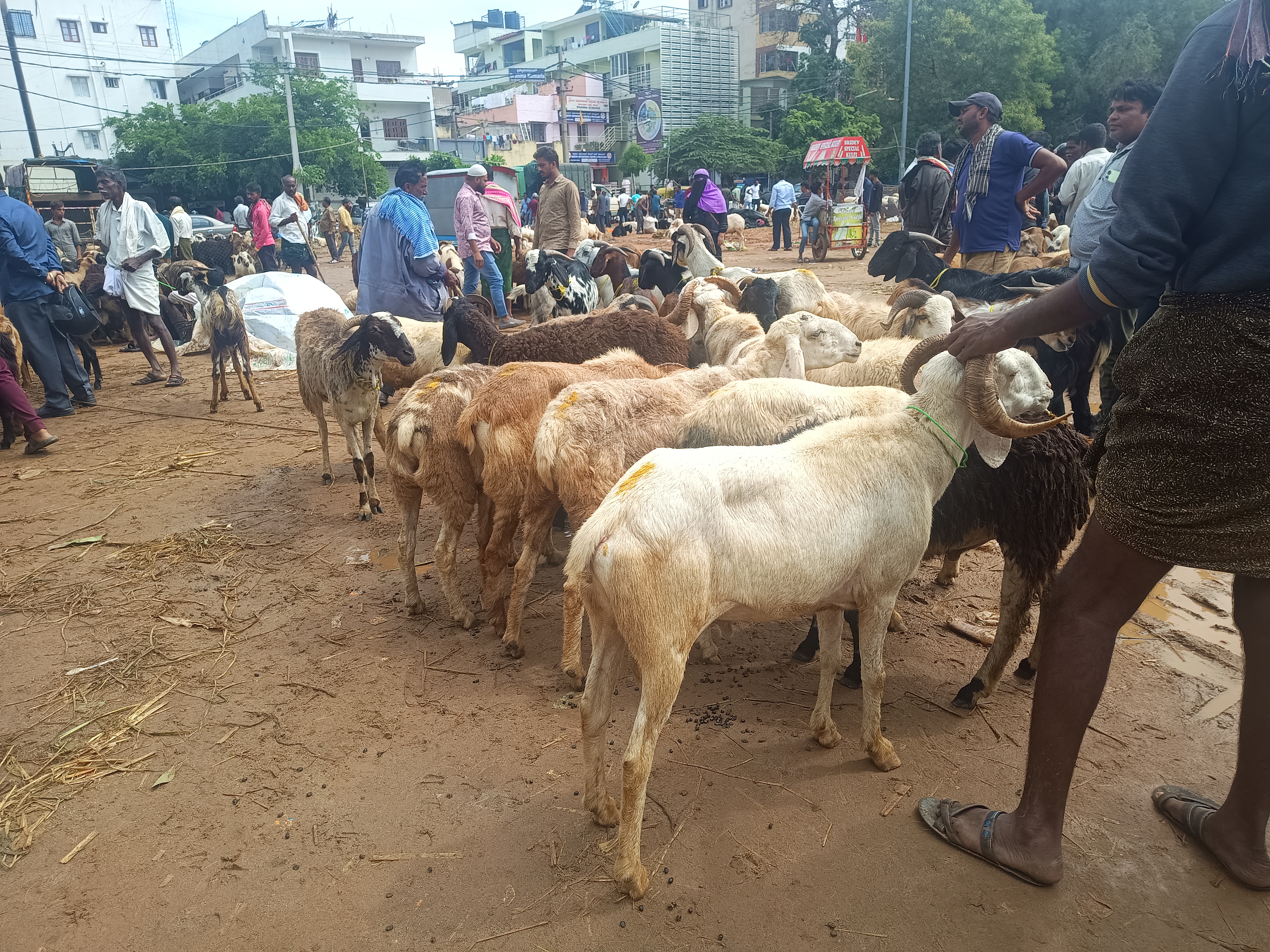 https://salarnews.in/public/uploads/images/newsimages/maannewsimage11062024_215737_Chamarajpet livestock 1.jpg